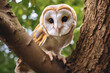 Barn owl siting in tree