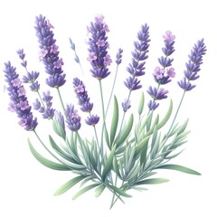 lavender flower plant with leaves watercolor paint on white for greeting card wedding design