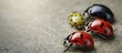 Ladybugs ladybirds Coleoptera Coccinellidae Adult beetles Color biodiversity of ladybirds. Creative Banner. Copyspace image