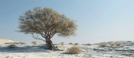 Poster - Drought tolerant evergreen Ghaf tree scientific name Prosopis cineraria thrives in arid desert sand dunes in Ras Al Khaimah emirate United Arab Emirates Ghaf trees fight desertification