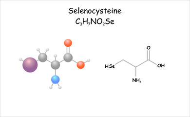 Wall Mural - Selenocysteine. Stylized molecule model and structural formula.