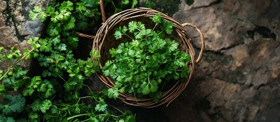 Poster - Harvested plants of fresh fragrant parsley in wicker basket on herbs bed top view. Creative Banner. Copyspace image