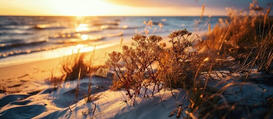 Wall Mural - Coast of the Baltic sea at sunset Golden evening sunlight Sand dunes and plants close up Early spring in Latvia Nature environment ecology. Creative Banner. Copyspace image