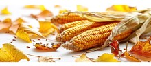 Corn Cobs And Kernels With Dry Wilted Maize Leaves Isolated On White Background. Creative Banner. Copyspace Image