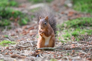 Wall Mural - red squirrel 
