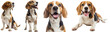 Happy beagle dog collection (sitting, standing, portrait, lying) isolated on a white background, animal bundle