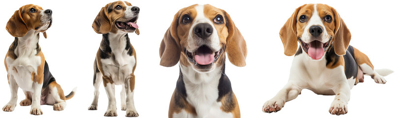 Wall Mural - Happy beagle dog collection (sitting, standing, portrait, lying) isolated on a white background, animal bundle