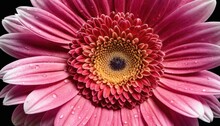 A Close Up Of A Pink Flower With Drops Of Water On It's Petals And The Center Of The Flower With A Black Background Of Water Droplets On The Petals.