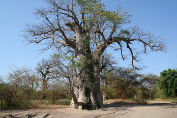 Canvas Print - Baobab majestueux