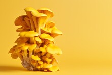 A Yellow Mushroom On A Yellow Background