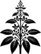 Flacourtiaceae plant icon 5