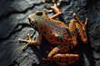 Orange poison dart frog