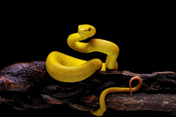 Wall Mural - Yellow viper snake on branch, yellow white-lipped pit viper, Trimeresurus insularis, endemic snake of Indonesia