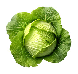 Wall Mural - Cabbage photorealistic, isolated on white background, PNG file, dicut on isolated background.