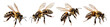 bee isolated on a transparent PNG background, white background, Generative Ai