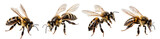 bee isolated on a transparent PNG background, white background, Generative Ai