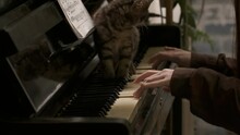 Study Music On Vintage Piano. Teenager Play With Grey Cat On The Old Piano. Keyboards. Musician Plays. Cinematic Slow Motion, 4k, Close Up