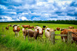 Cows and calves on a meadow