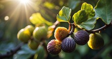 Fig A Visually Striking Image Capturing The Cluster Of Ripe Figs On A Branch, With The Sunlight Highlighting The Glossy Surface And The Surrounding Foliage -Generative Ai