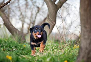 Wall Mural - puppy rottweiler in nature