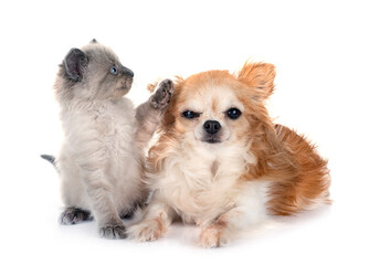 Wall Mural - siamese kitten and chihuahua in studio