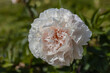 Pfingstrose - Blume creme - weiß