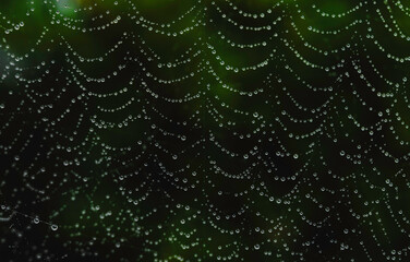 Spider web decorated with rain drops