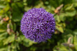  Allium Ambassador - Allium Zierlauch - Blume