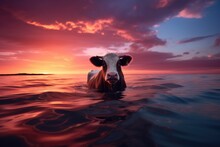 A Cow Is Swimming In The Ocean At Sunset