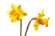 Yellow daffodils on a white isolated background