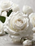 Fototapeta Dmuchawce - white rose closeup