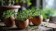 © MdBaki - Microgreens in the eggshells, spring and easter concept