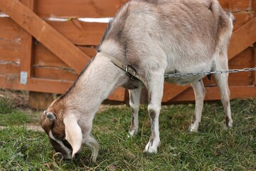 Wall Mural - baby goat eating grass