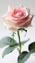 Wall Mural - Pink rose flower on white background.