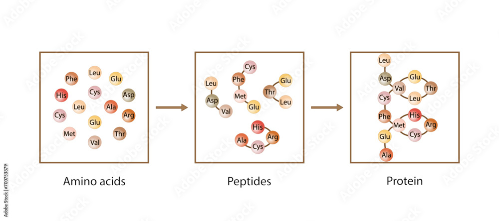 Protein Formation. Biochemical Structure Of Amino acids, Peptides And ...