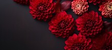 Festively decorated Valentine's Day flowers on dark red background, flat lay. space for text