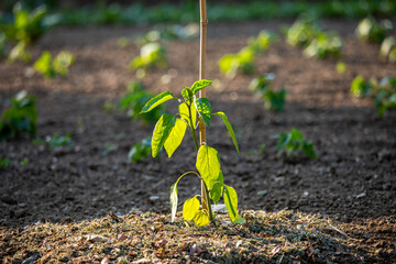 Wall Mural - Légume vert dans un jardin potager au printemps.