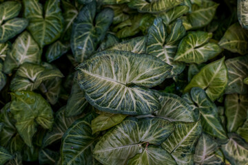 Green with white stripes Arrowhead Vine fills the photo. Plant background.