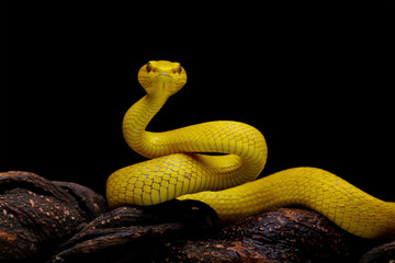 Wall Mural - Yellow viper snake on branch, yellow white-lipped pit viper, Trimeresurus insularis, endemic snake of Indonesia