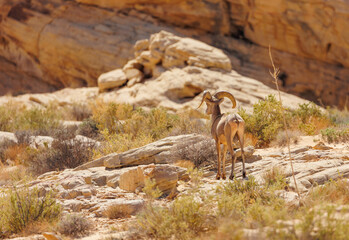 Wall Mural - desert bighorn sheep ram on rocks
