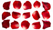 Set of red rose flowers petals isolated on transparent background.