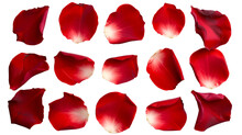Set Of Red Rose Flowers Petals Isolated On Transparent Background.