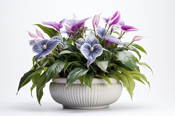 Wall Mural - Beautiful flowers in a pot on a white background