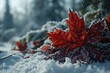 scene dominated by the iconic Maple Leaf, rendered in striking red against a clean and pristine white background.