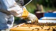 Buzzing with Serenity: Skilled Beekeeper's Hands Tend to Nature's Golden Treasures