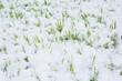 First snow on green grass