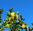 Lemon tree with bright yellow appetizing fruits against a blue sky