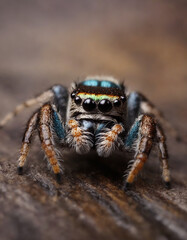 jumping spider closeup
