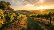 A panoramic vineyard scene at sunset, with rows of grapevines and a picturesque landscape, evoking the beauty and tradition of winemaking.