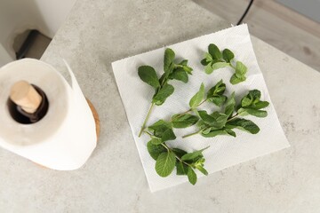 Mint drying on paper towel on light table indoors, top view